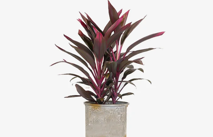 Cây phong thủy hợp với tuổi Ất Hợi 1995? Con số may mắn dành cho tuổi Ất Hợi 1995