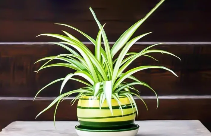 Cây phong thủy hợp với tuổi Ất Mão 1975? Con số may mắn dành cho tuổi Ất Mão 1975