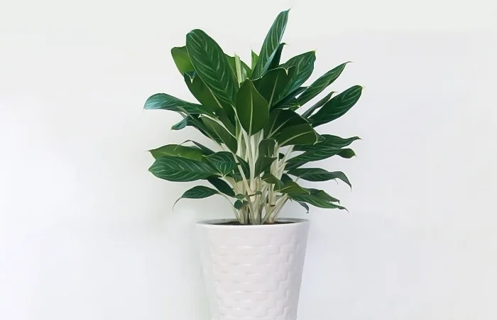 Cây phong thủy hợp với tuổi Ất Mùi 2015? Con số may mắn của tuổi Ất Mùi 2015