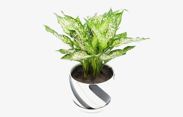 Cây phong thủy hợp với tuổi Ất Sửu 1985? Con số may mắn dành cho tuổi Ất Sửu 1985