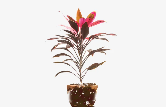 Cây phong thủy hợp với tuổi Ất Tỵ 1965? Con số may mắn của tuổi Ất Tỵ 1965