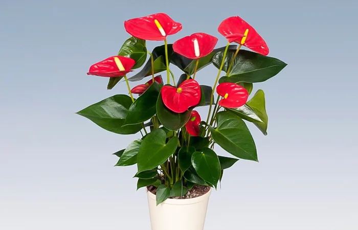 Cây phong thủy hợp với tuổi Bính Dần 1986? Con số may mắn dành cho tuổi Bính Dần 1986