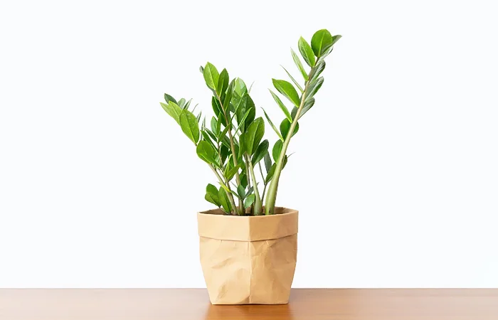 Cây phong thủy hợp với tuổi Bính Ngọ 1966? Con số may mắn của tuổi Bính Ngọ 1966