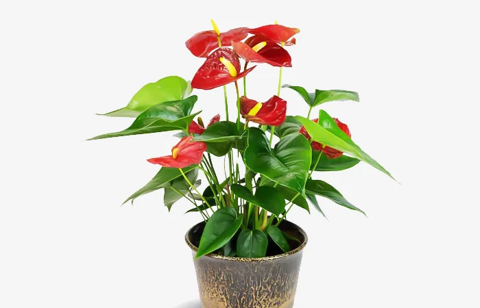 Cây phong thủy hợp với tuổi Bính Thìn 1976? Con số may mắn dành cho tuổi Bính Thìn 1976