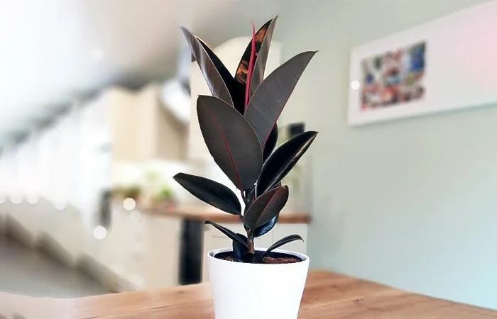 Cây phong thủy hợp với tuổi Bính Tuất 2006? Con số may mắn dành cho tuổi Bính Tuất 2006