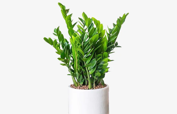 Cây phong thủy hợp với tuổi Bính Tý 1996? Con số may mắn của tuổi Bính Tý 1996