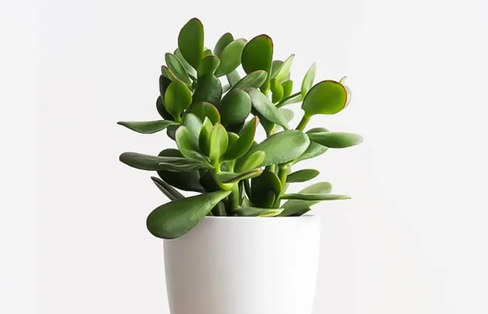 Cây phong thủy hợp với tuổi Canh Dần 2010? Con số may mắn dành cho tuổi Canh Dần 2010