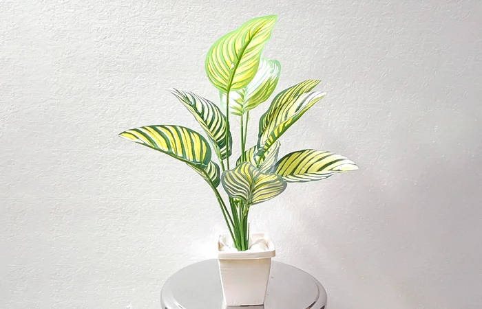 Cây phong thủy hợp với tuổi Canh Ngọ 1990? Con số may mắn dành cho tuổi Canh Ngọ 1990