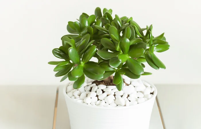 Cây phong thủy hợp với tuổi Canh Thân 1980? Con số may mắn dành cho tuổi Canh Thân 1980