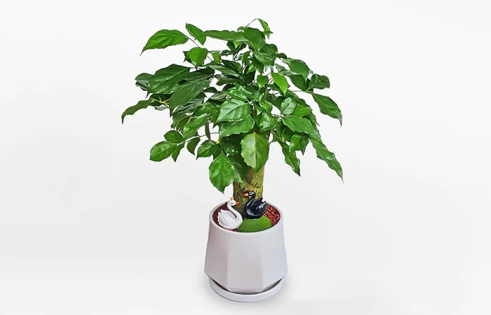 Cây phong thủy hợp với tuổi Canh Thìn 2000? Con số may mắn dành cho tuổi Canh Thìn 2000