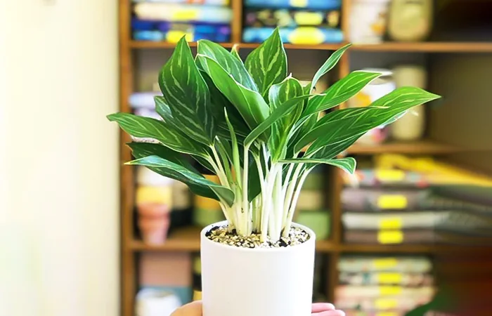 Cây phong thủy hợp với tuổi Canh Tuất 1970? Con số may mắn của tuổi Canh Tuất 1970