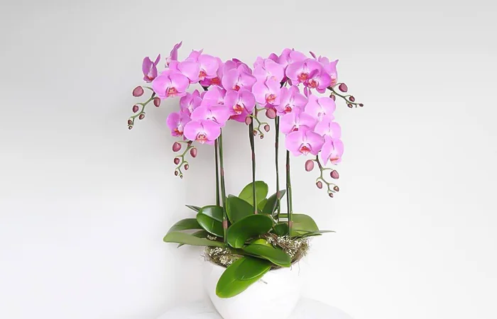 Cây phong thủy tuổi Canh Tý 1960