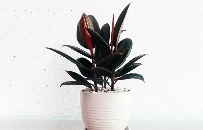 Cây phong thủy hợp với tuổi Canh Tý 2020? Con số may mắn dành cho tuổi Canh Tý 2020