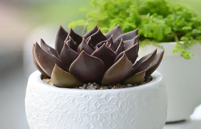 Cây phong thủy hợp với tuổi Đinh Hợi 2007? Con số may mắn dành cho tuổi Đinh Hợi 2007