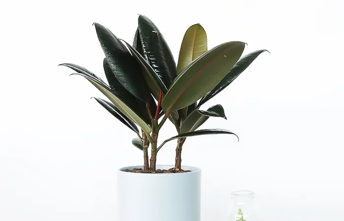 Cây phong thủy hợp với tuổi Đinh Mão 1987? Con số may mắn của tuổi Đinh Mão 1987