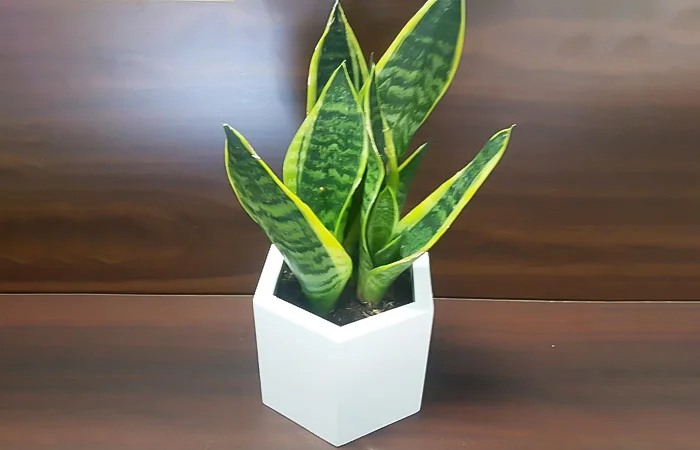 Cây phong thủy hợp với tuổi Đinh Mùi 1967? Con số may mắn của tuổi Đinh Mùi 1967