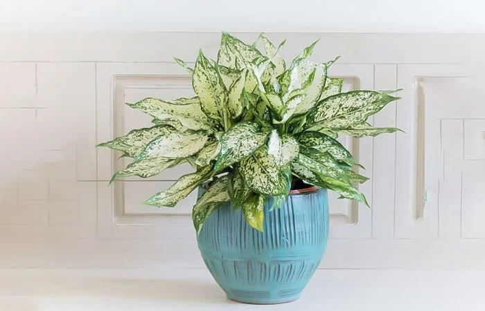 Cây phong thủy hợp với tuổi Đinh Sửu 1997? Con số may mắn dành cho tuổi Đinh Sửu 1997