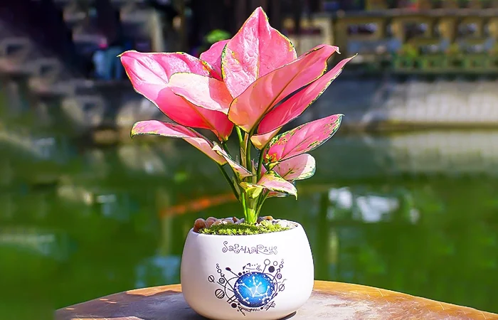 Cây phong thủy hợp với tuổi Đinh Tỵ 1977? Con số may mắn của tuổi Đinh Tỵ 1977