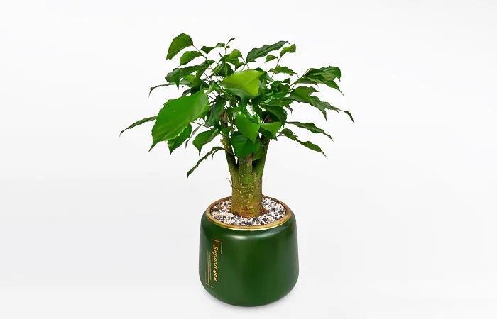 Cây phong thủy hợp với tuổi Giáp Dần 1974? Con số may mắn của tuổi Giáp Dần 1974