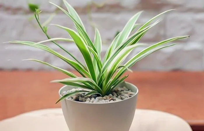 Cây phong thủy hợp với tuổi Giáp Ngọ 2014? Con số may mắn của tuổi Giáp Ngọ 2014