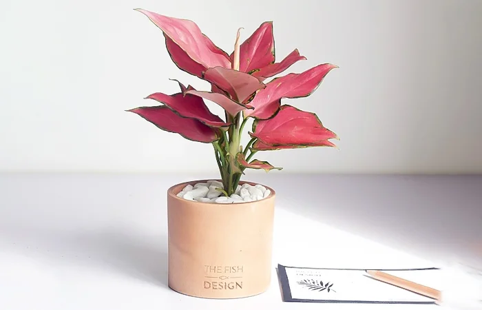 Cây phong thủy hợp với tuổi Giáp Thân 2004? Con số may mắn dành cho tuổi Giáp Thân 2004