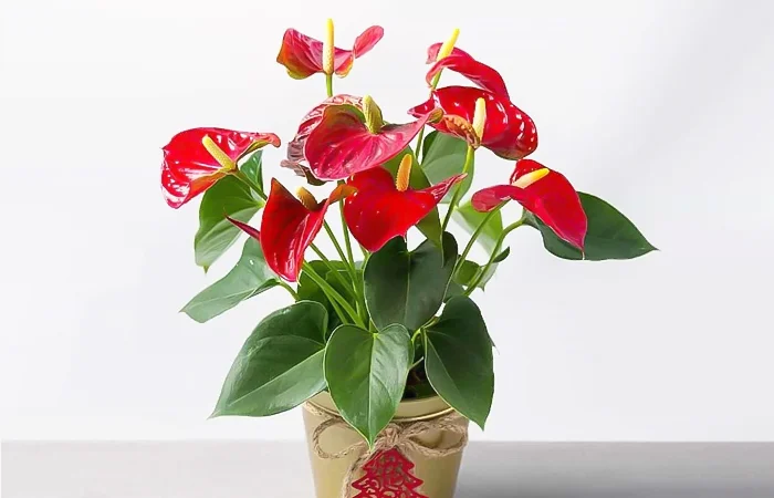 Cây phong thủy hợp với tuổi Giáp Thìn 1964? Con số may mắn của tuổi Giáp Thìn 1964