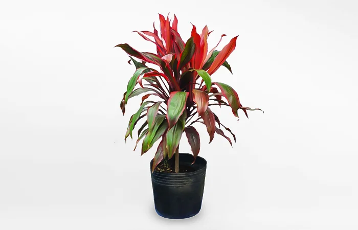 Cây phong thủy dành cho tuổi Giáp Tuất 1994