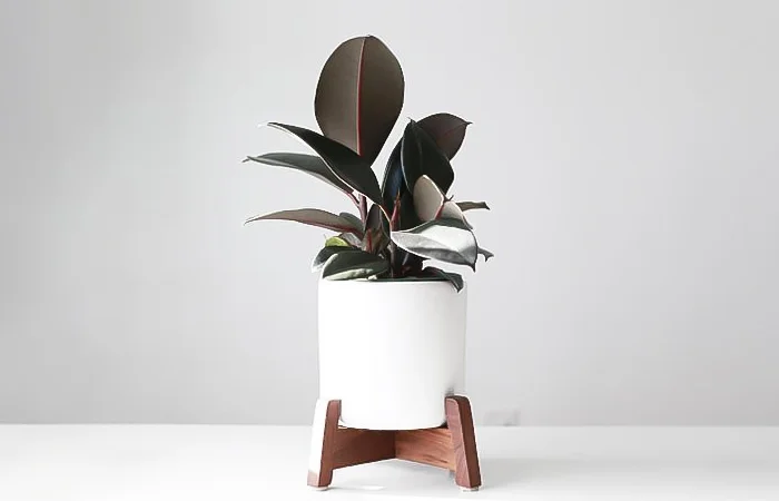 Cây phong thủy dành cho tuổi Giáp Tuất 1994? Con số may mắn dành cho tuổi Giáp Tuất 1994