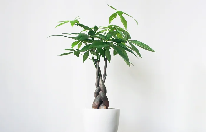 Cây phong thủy hợp với tuổi Giáp Tý 1984? Con số may mắn dành cho tuổi Giáp Tý 1984