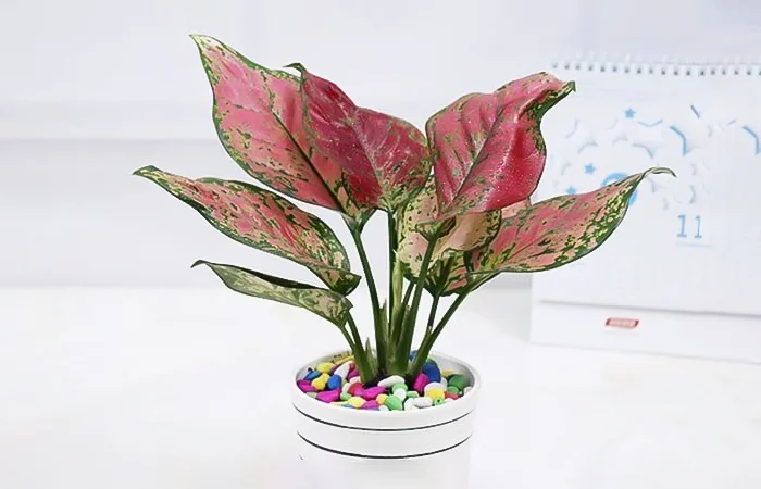 Cây phong thủy hợp với tuổi Kỷ Dậu 1969? Con số may mắn của tuổi Kỷ Dậu 1969