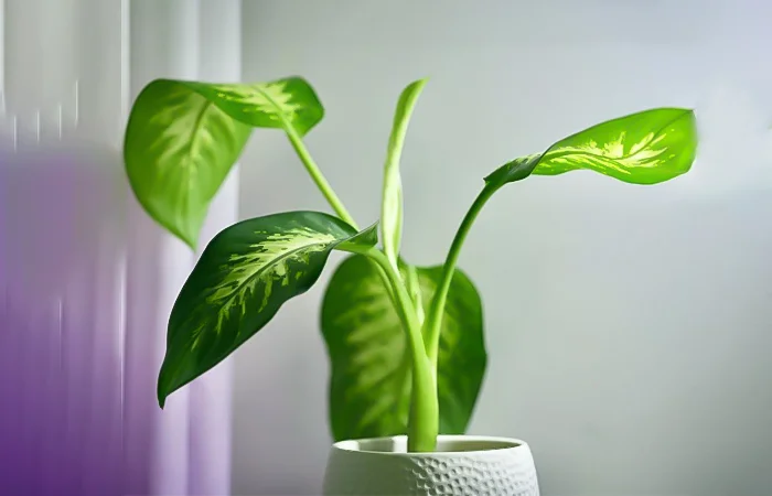 Cây phong thủy hợp với tuổi Kỷ Hợi 2019? Con số may mắn dành cho tuổi Kỷ Hợi 2019