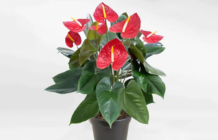 Cây phong thủy hợp với tuổi Kỷ Mão 1999? Con số may mắn dành cho tuổi Kỷ Mão 1999