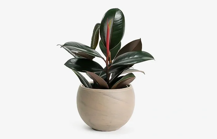 Cây phong thủy hợp với tuổi Kỷ Mùi 1979? Con số may mắn dành cho tuổi Kỷ Mùi 1979