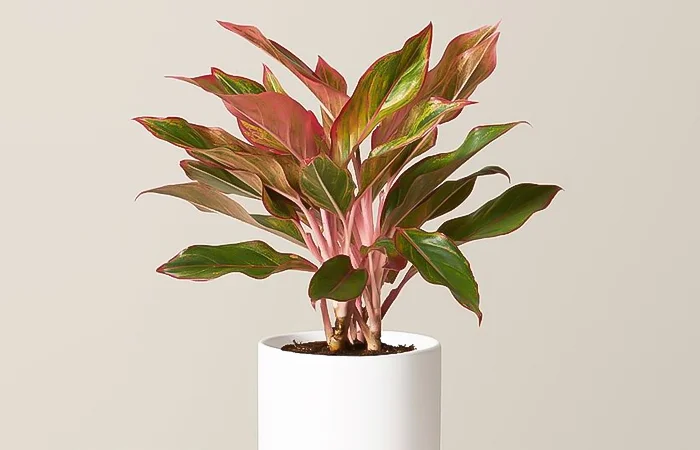 Cây phong thủy hợp với tuổi Kỷ Sửu 2009? Con số may mắn dành cho tuổi Kỷ Sửu 2009