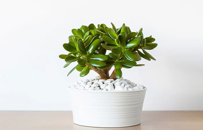 Cây phong thủy hợp với tuổi Kỷ Tỵ 1989? Con số may mắn dành cho tuổi Kỷ Tỵ 1989