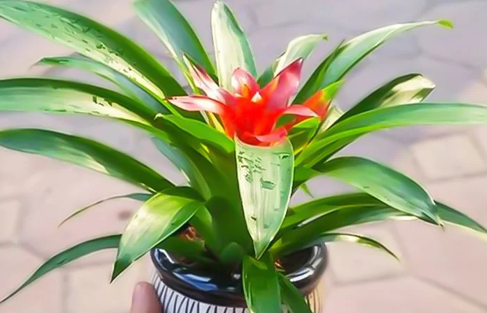 Cây phong thủy hợp với tuổi Mậu Dần 1998