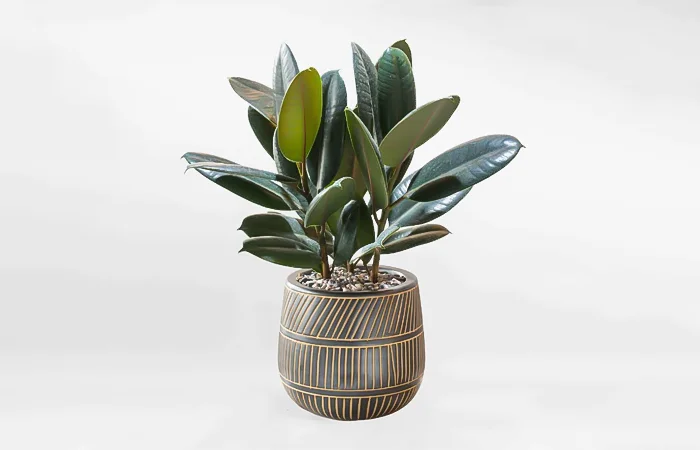 Cây phong thủy hợp với tuổi Mậu Dần 1998? Con số may mắn dành cho tuổi Mậu Dần 1998