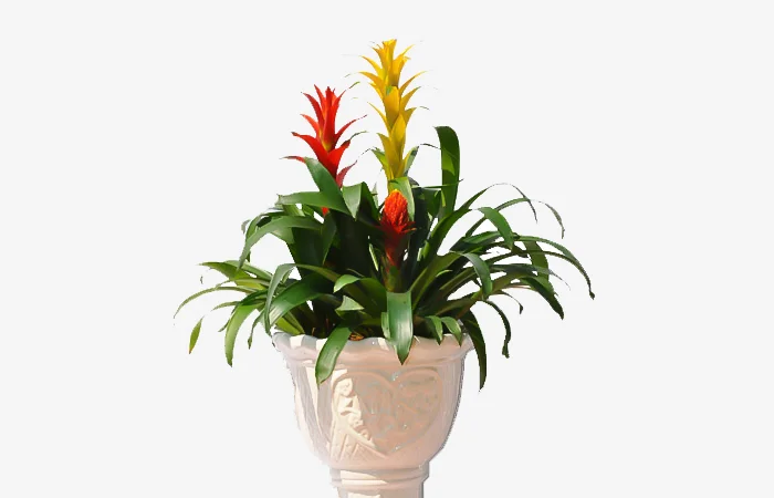 Cây phong thủy hợp với tuổi Mậu Ngọ 1978? Con số may mắn dành cho tuổi Mậu Ngọ 1978