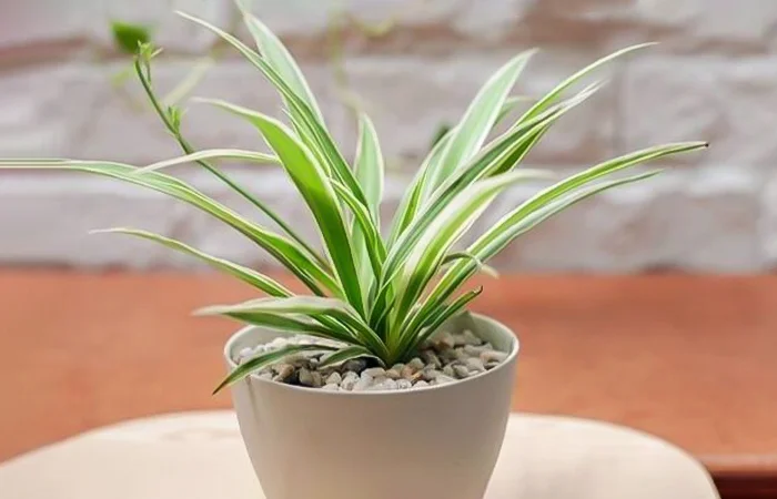 Cây phong thủy hợp với tuổi Mậu Thân 1968? Con số may mắn của tuổi Mậu Thân 1968