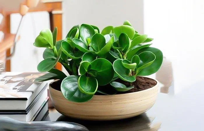 Cây phong thủy hợp với tuổi Mậu Thìn 1988