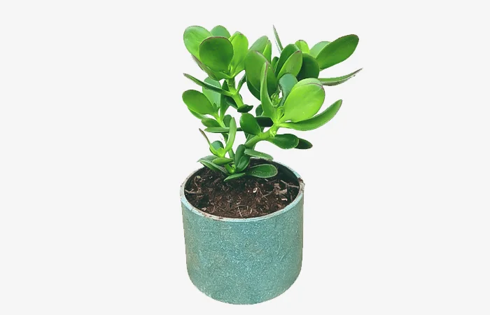 Cây phong thủy hợp với tuổi Mậu Tuất 2018? Con số may mắn dành cho tuổi Mậu Tuất 2018