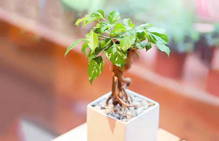 Cây phong thủy hợp với tuổi Nhâm Dần 1962? Con số may mắn của tuổi Nhâm Dần 1962