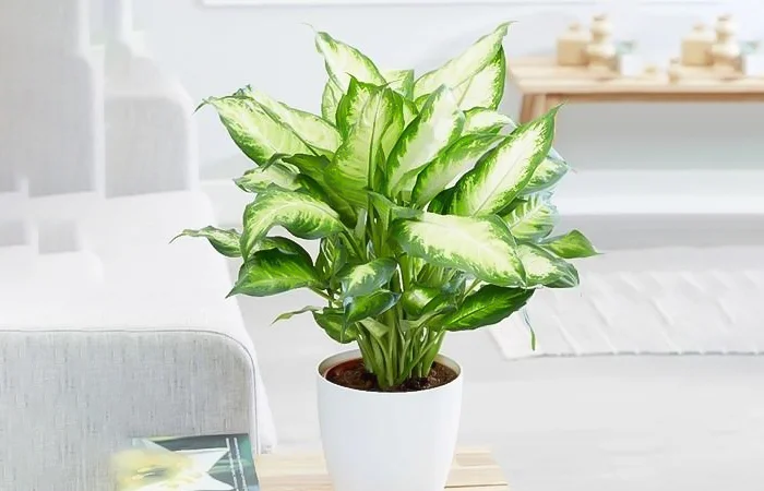 Cây phong thủy hợp với tuổi Nhâm Ngọ 2002? Con số may mắn dành cho tuổi Nhâm Ngọ 2002