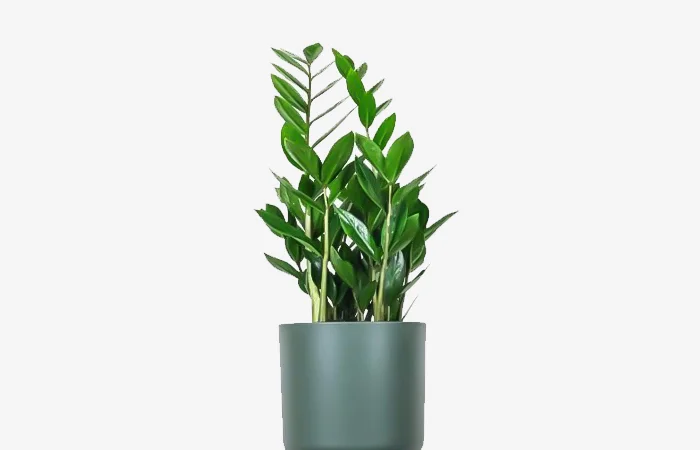 Cây phong thủy hợp với tuổi Nhâm Thân 1992