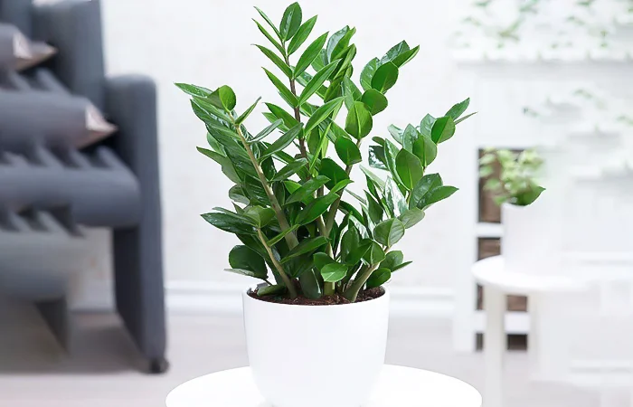 Cây phong thủy hợp với tuổi Nhâm Tuất 1982? Con số may mắn của tuổi Nhâm Tuất 1982