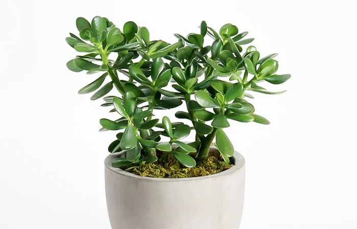 Cây phong thủy hợp với tuổi Nhâm Tý 1972? Con số may mắn dành cho tuổi Nhâm Tý 1972