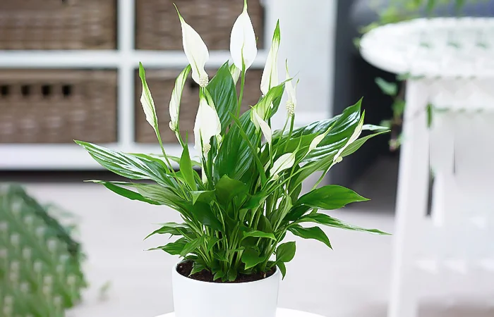 Cây phong thủy hợp với tuổi Nhâm Thìn 2012? Con số may mắn dành cho tuổi Nhâm Thìn 2012