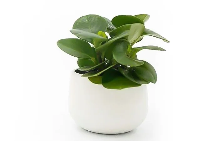 Cây phong thủy hợp với tuổi Quý Dậu 1993