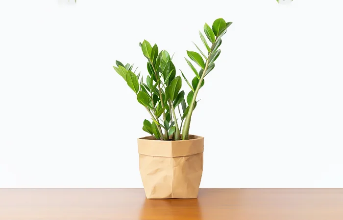 Cây phong thủy hợp với tuổi Quý Dậu 1993? Con số may mắn dành cho tuổi Quý Dậu 1993