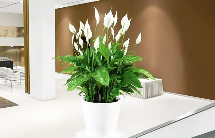 Cây phong thủy hợp với tuổi Quý Mão 1963